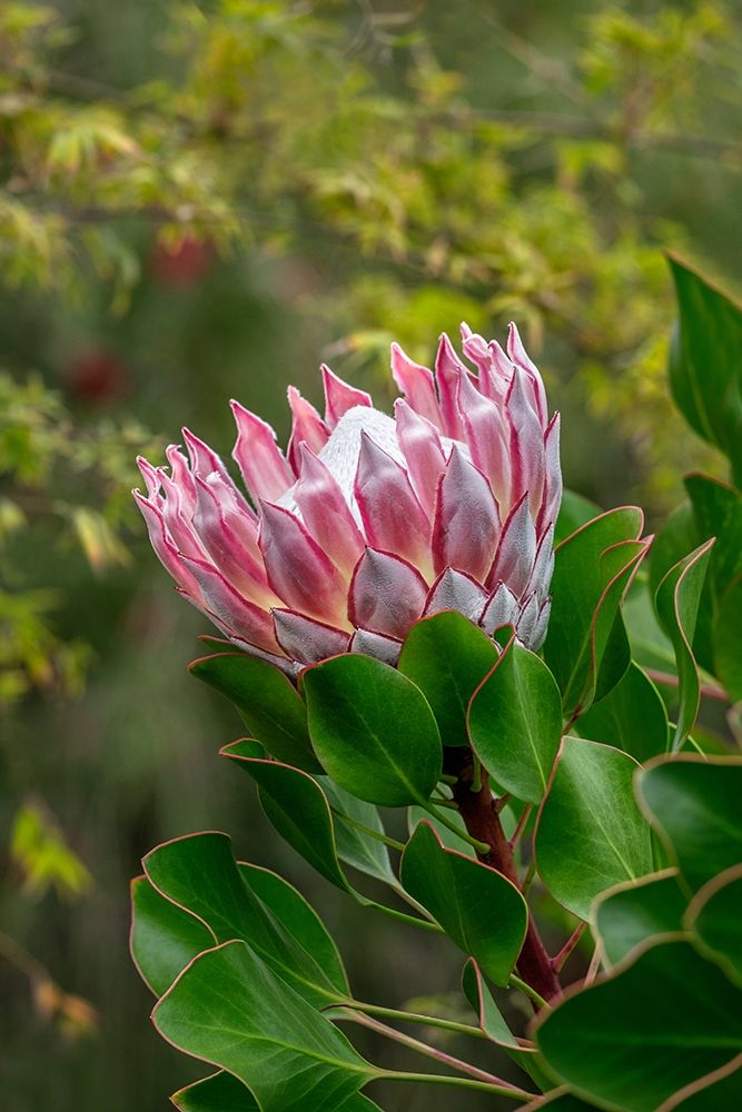 King Protea flower